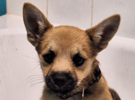 with great sadness. Needs to rehome.