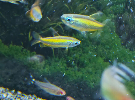 Blue eye congo tetra