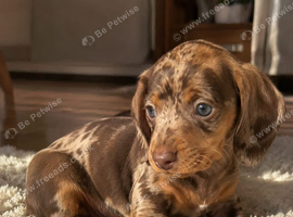 Stunning Litter of Miniature Dachshund Puppies available