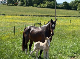 Stunning dun filly foal