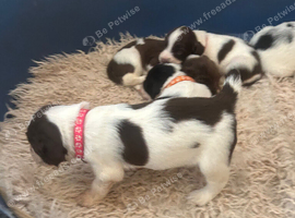 Lovely English Springer Spaniel pups