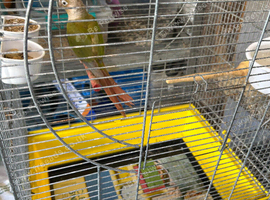 Cinnamon Conure Hen DNA tested