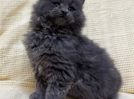 Mainecoon x Mainecoon/Ragdoll Kittens