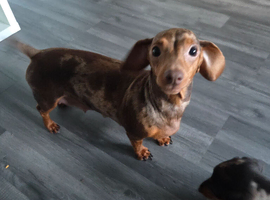 Miniature Dachshund