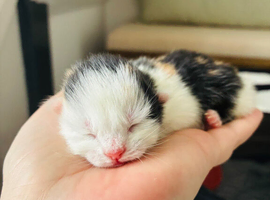 All kittens now reserved