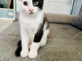 3 beautiful kittens for sale
