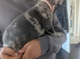 Meryl Frenchie puppy 10 weeks FEMALE