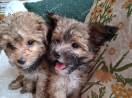 Toy poodle x Papillon