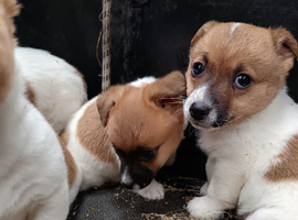 Beautiful jack Russell  bitch pup