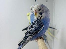 Budgies