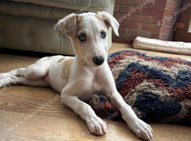 Saluki greyhound x saluki collie greyhound pups
