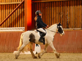 13.1 coloured cob mare, 7years