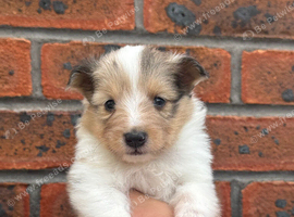 Shetland sheepdog puppies