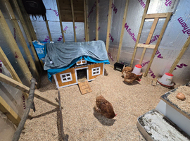 Pair/trio of Brahma hens wanted