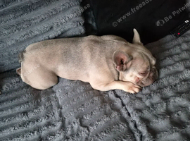 Loving Home Needed for 4-Year-Old Female French Bulldog