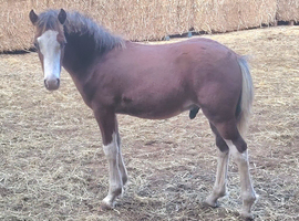 Welsh section c bay colt foal