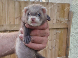 9 week old Hob