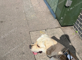 Wonderful Toby