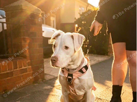 Female puppy