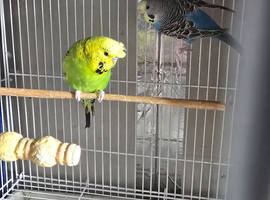 Pair of budgies