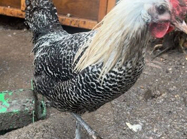 Cockerel