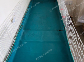 Guinee pig cages