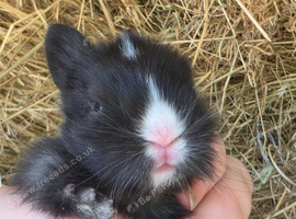 Baby black and white doe for reserving