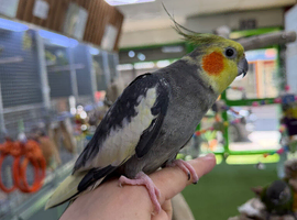 Cocktails parrot