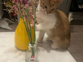 Ginger male kitten for sale