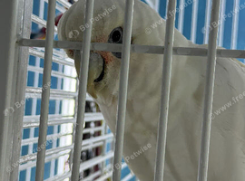 Cockatoo female