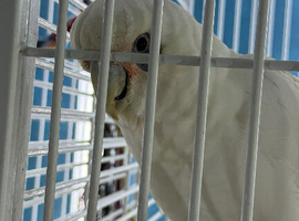 Cockatoo Glasgow