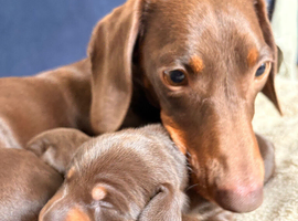 Beautiful Miniature Dachshund Puppies &ndash; 2 Females Available