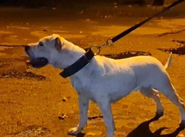 American bulldog female available