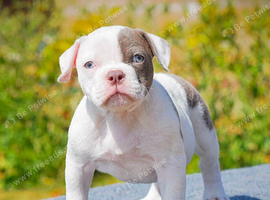 Olde English bulldog puppies !!