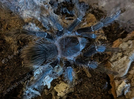 Salmon Pink Birdeater Juvi Tarantula
