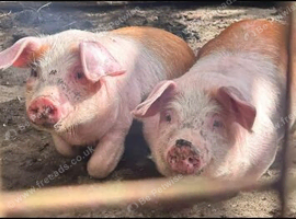 Two saddleback X Welsh male pigs
