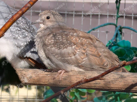 Diamond Dove