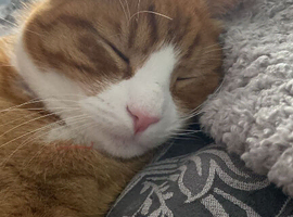 Ginger and white Turkish angora
