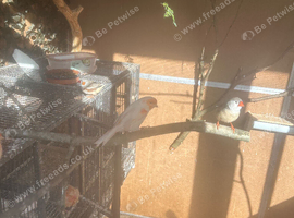Red mosaic zebra finch's and a couple of canary's different coulors