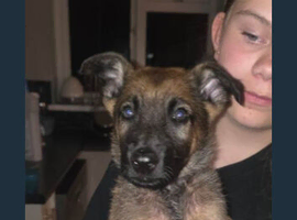 Last 3 looking for their forever homes
