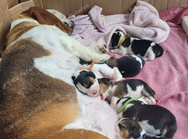 Basset hound puppies