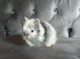 1 boy left Adorable double mane baby lionhead