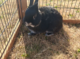 Beautiful 10 week old Netherland dwarf buck.