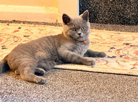 British shorthair kitten