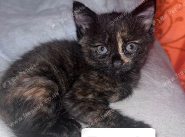 Kittens for sale