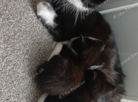 2 x kittens