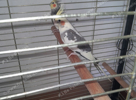 A pair of cockatiels