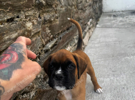 Champion breed boxer puppies