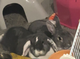 2 rabbits