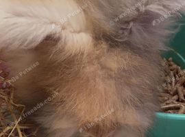 Angora buns